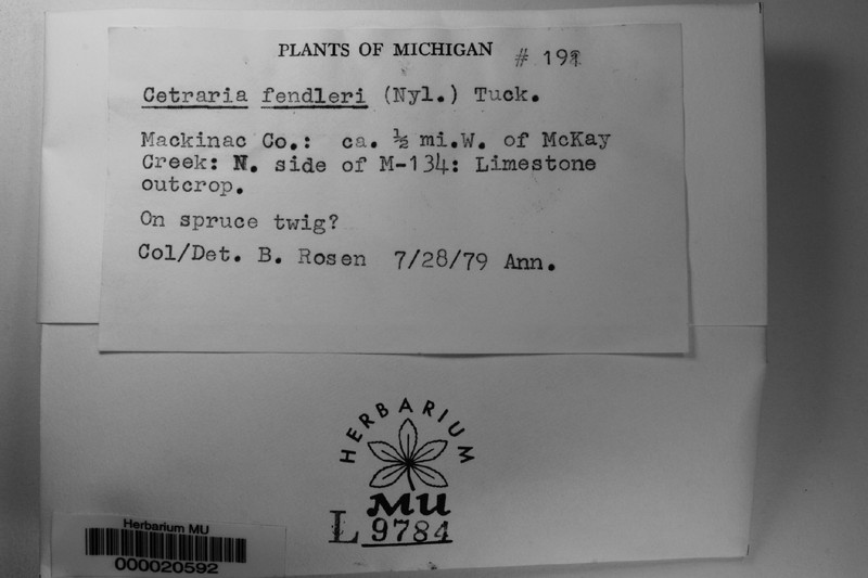 Fendler's Tuckermannopsis Lichen photo 3