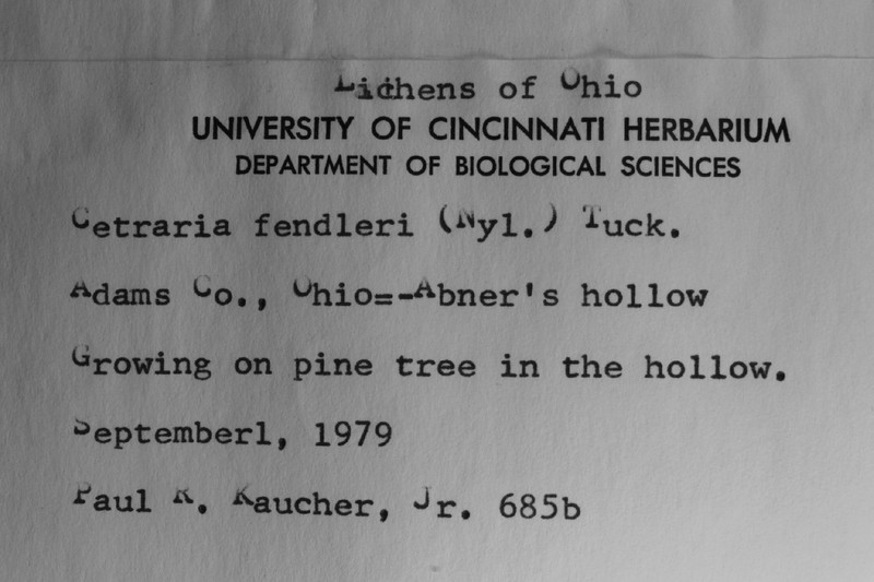 Fendler's Tuckermannopsis Lichen photo 4