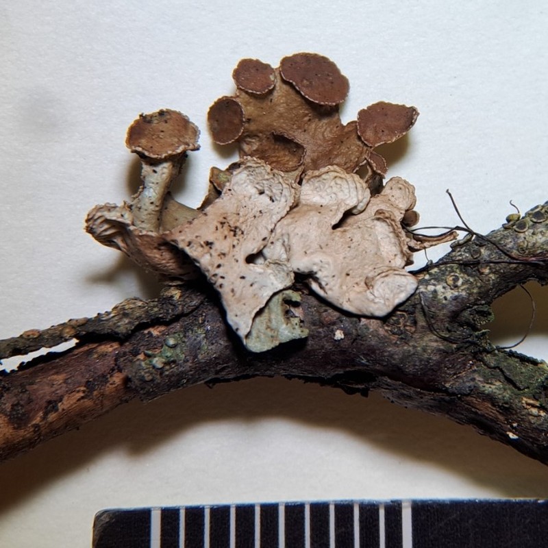 Tuckermannopsis Lichen