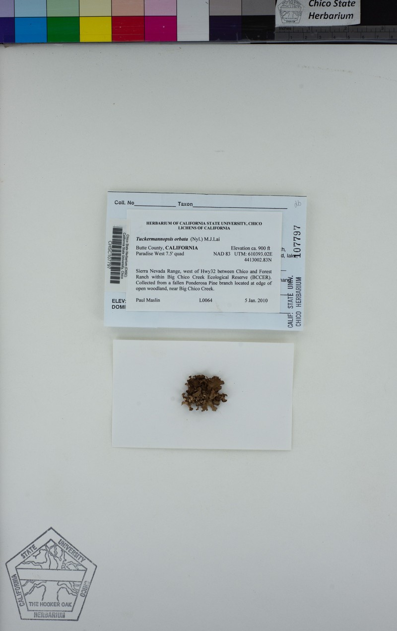 Tuckermannopsis Lichen photo 6