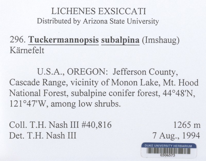 Tuckermannopsis subalpina photo 3