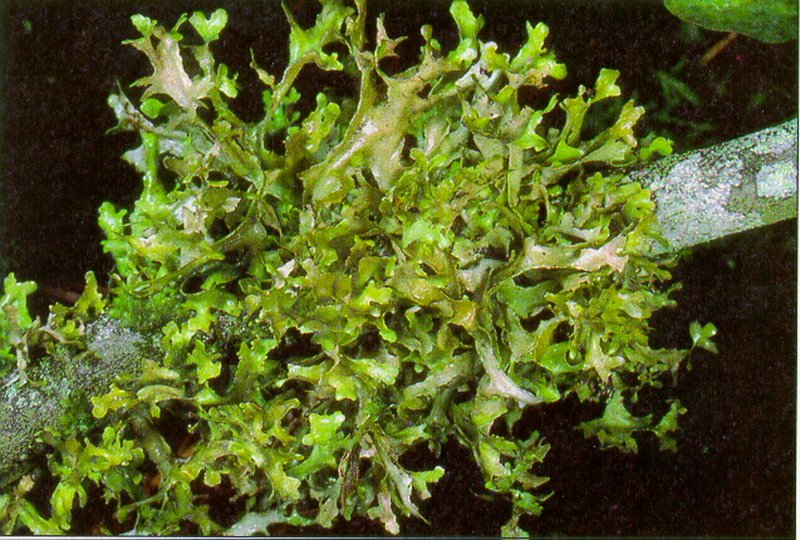 Tuckermannopsis subalpina