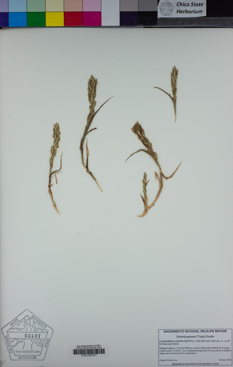 Awnless Spiralgrass photo 7