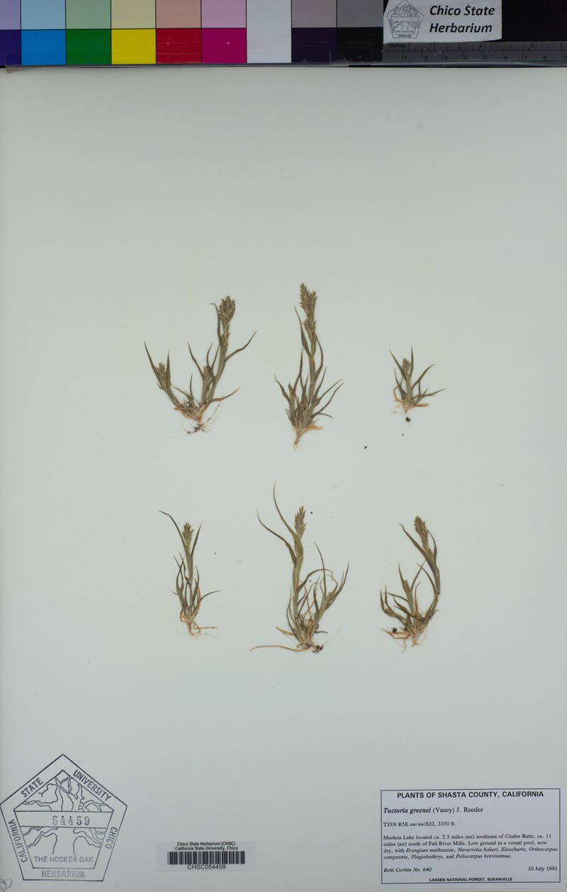 Awnless Spiralgrass photo 8