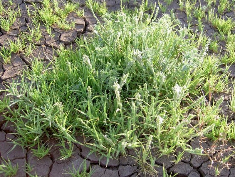 Awnless Spiralgrass