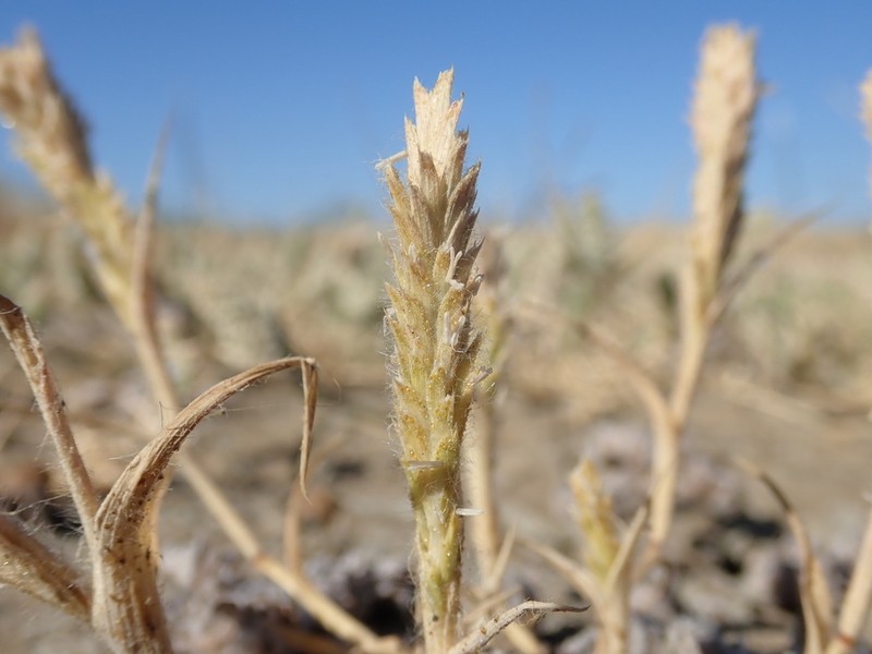 Prickly Spiralgrass