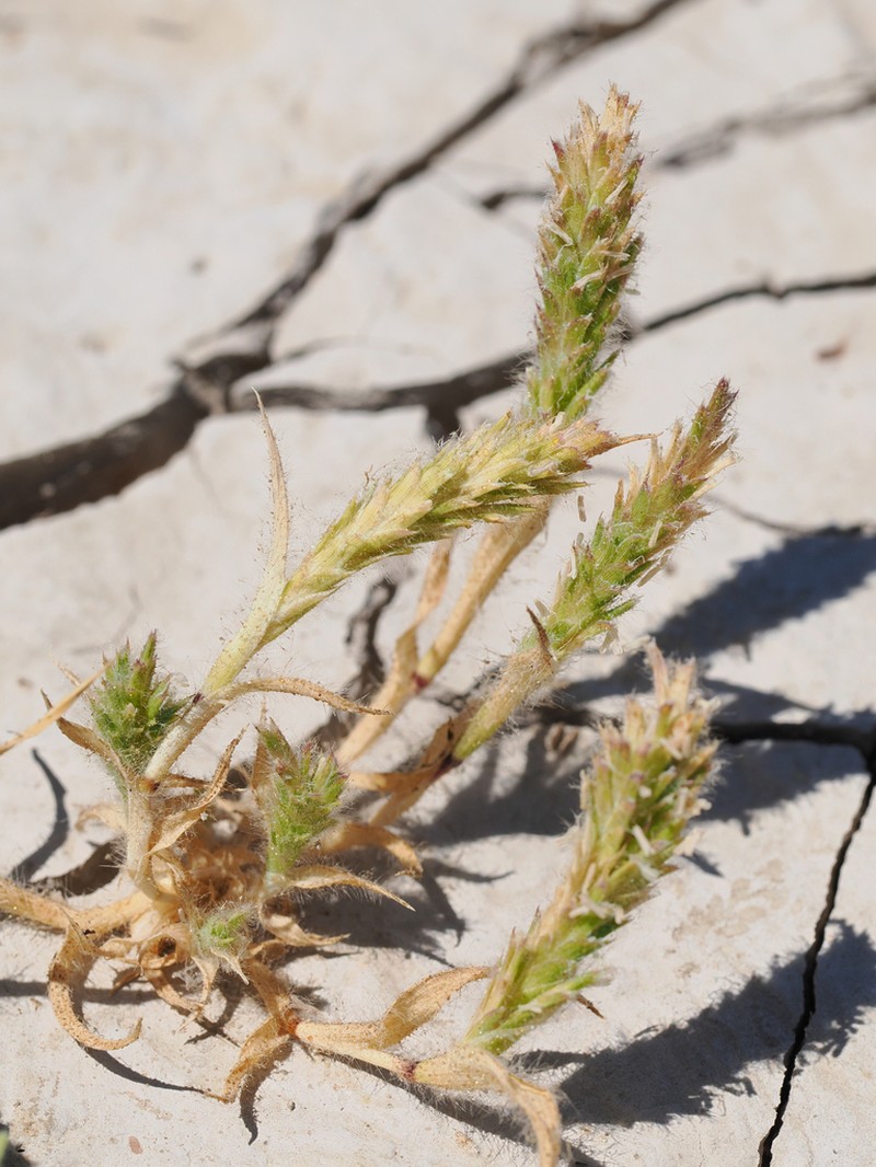 Prickly Spiralgrass photo 2