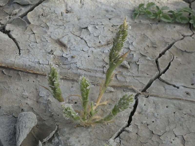 Prickly Spiralgrass photo 3