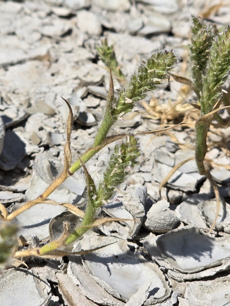 Prickly Spiralgrass photo 4