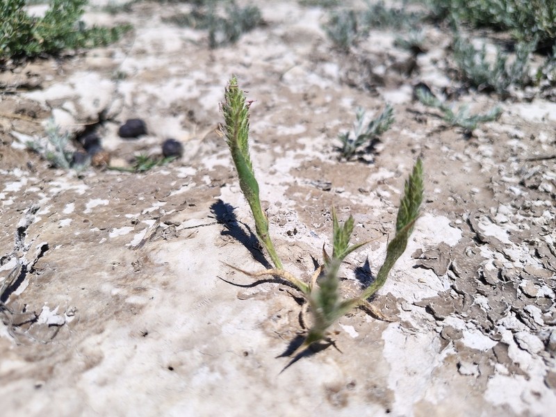 Prickly Spiralgrass photo 5