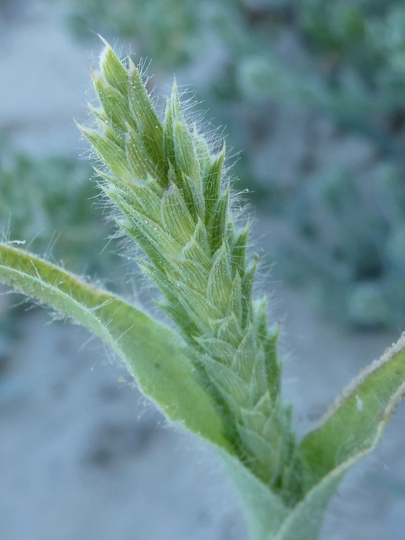 Prickly Spiralgrass photo 7