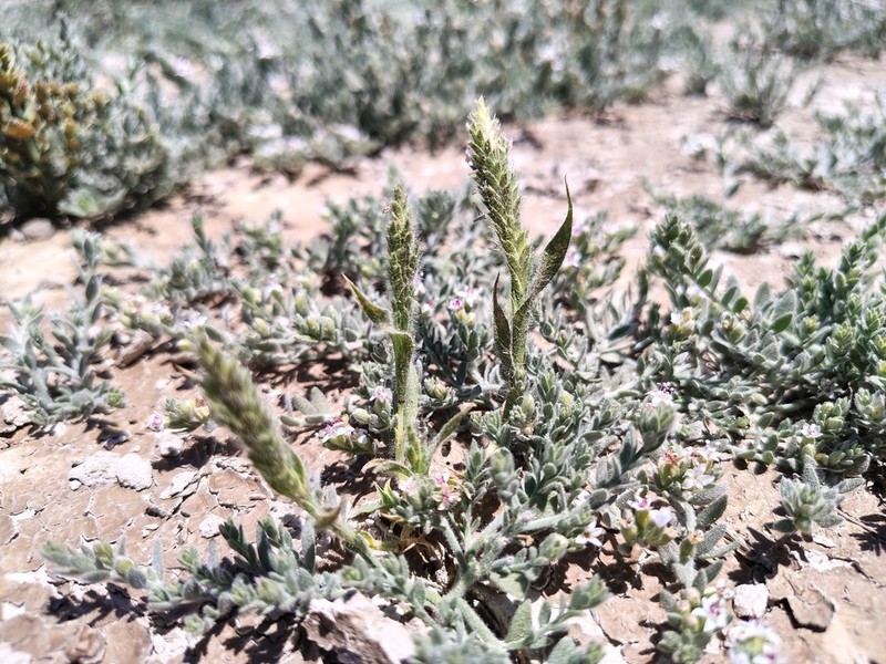 Prickly Spiralgrass photo 8