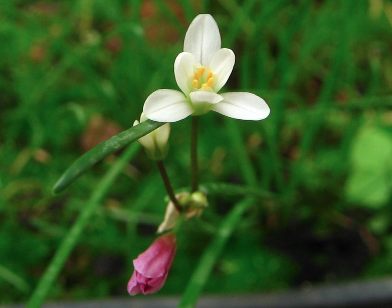 Tulbaghia siebertii