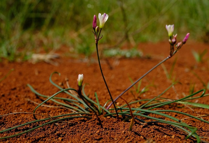 Tulbaghia siebertii photo 2
