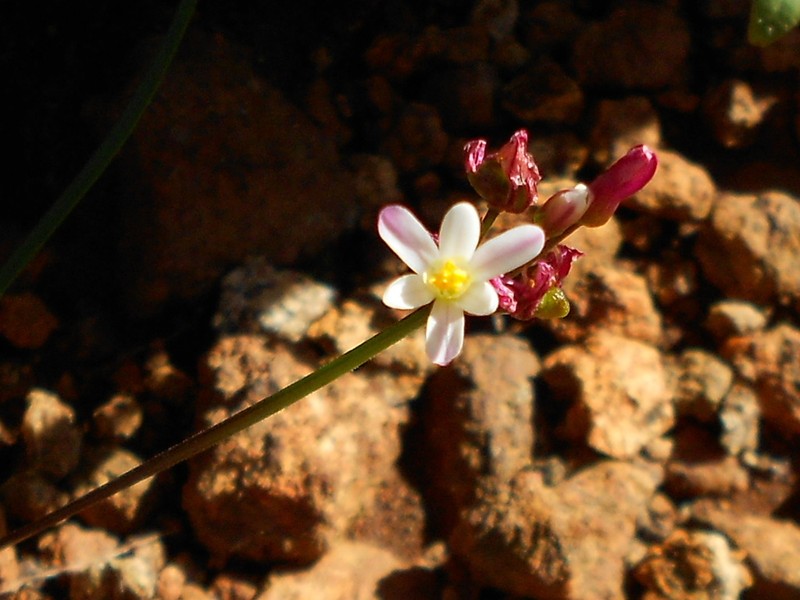 Tulbaghia siebertii photo 3