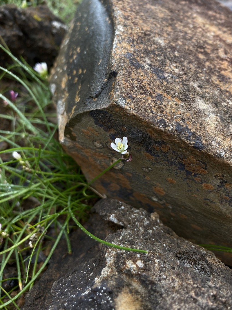 Tulbaghia siebertii photo 4