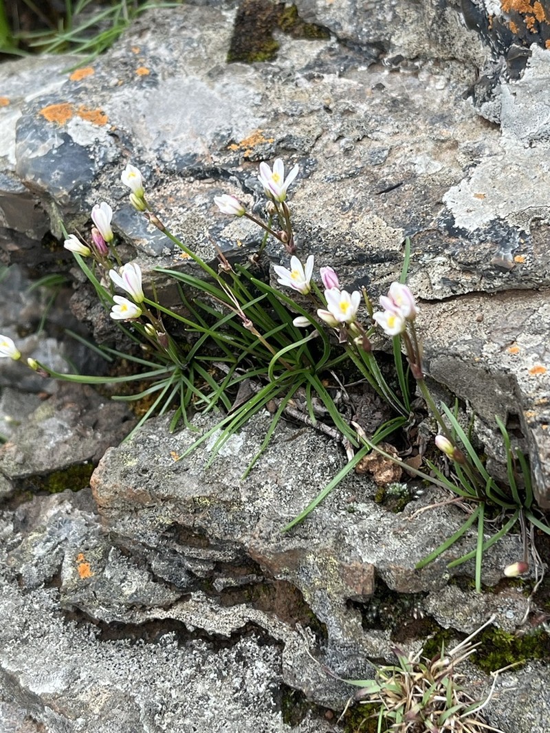 Tulbaghia siebertii photo 5