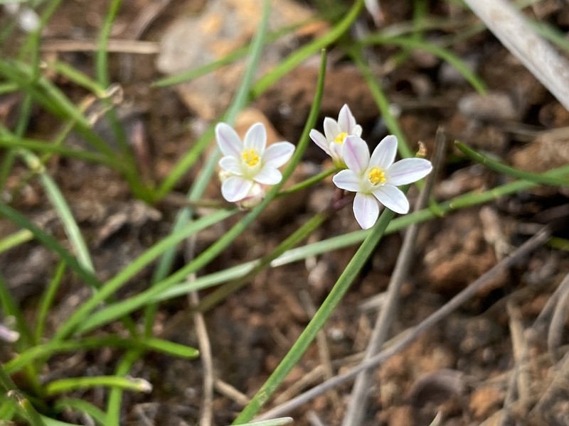 Tulbaghia siebertii photo 6