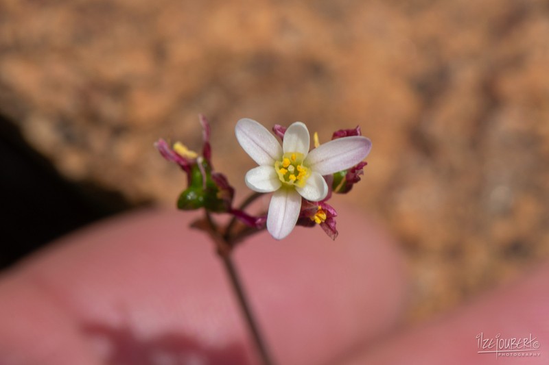 Tulbaghia siebertii photo 7