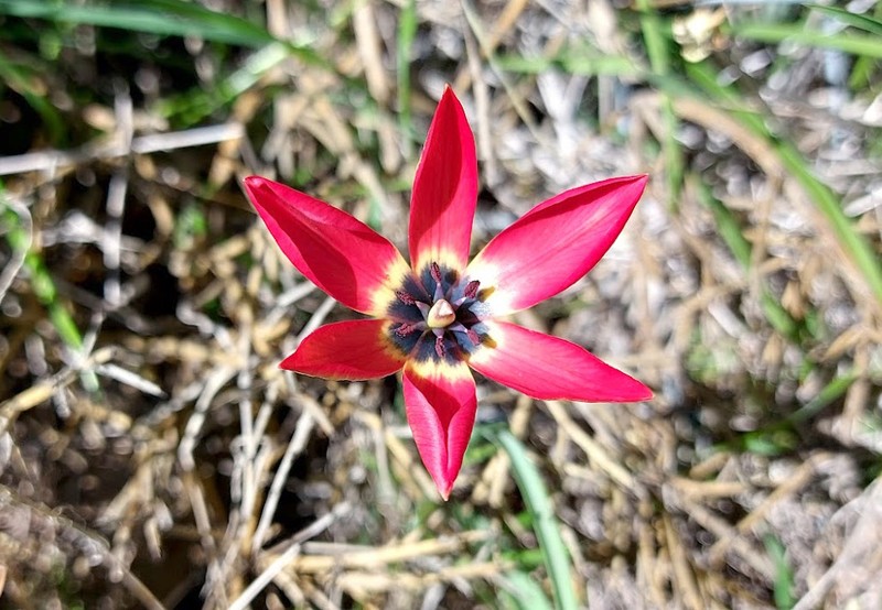 Tulipa akamasica