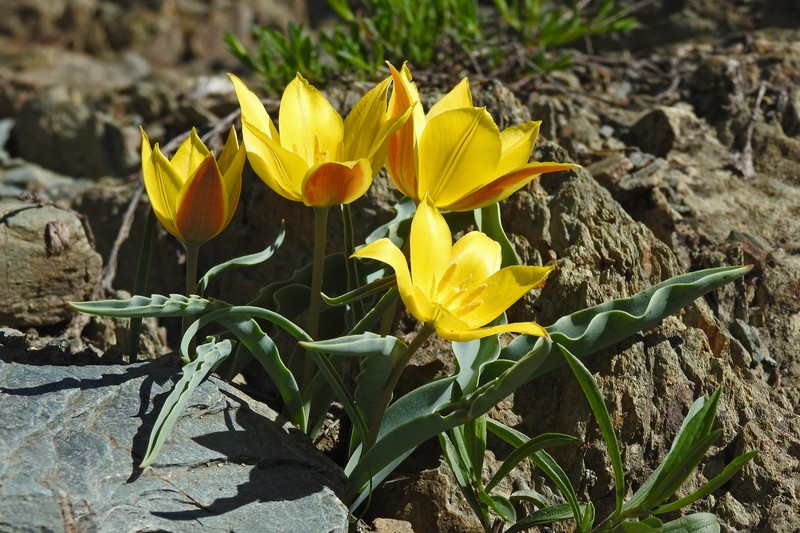 Tulipa annae