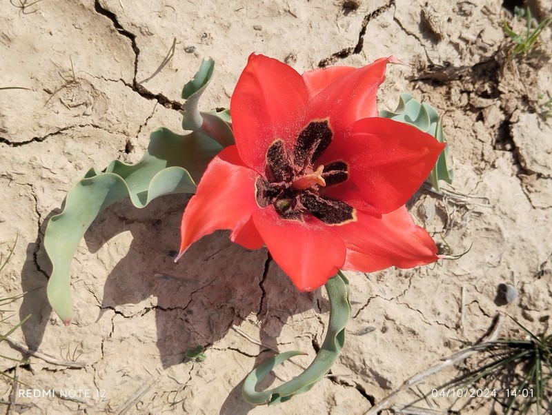 Tulipa bactriana