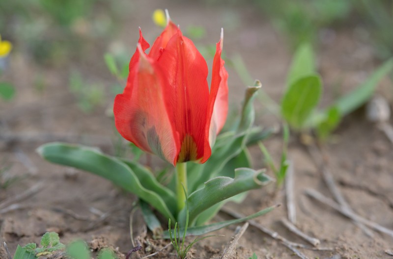 Tulipa bactriana photo 2