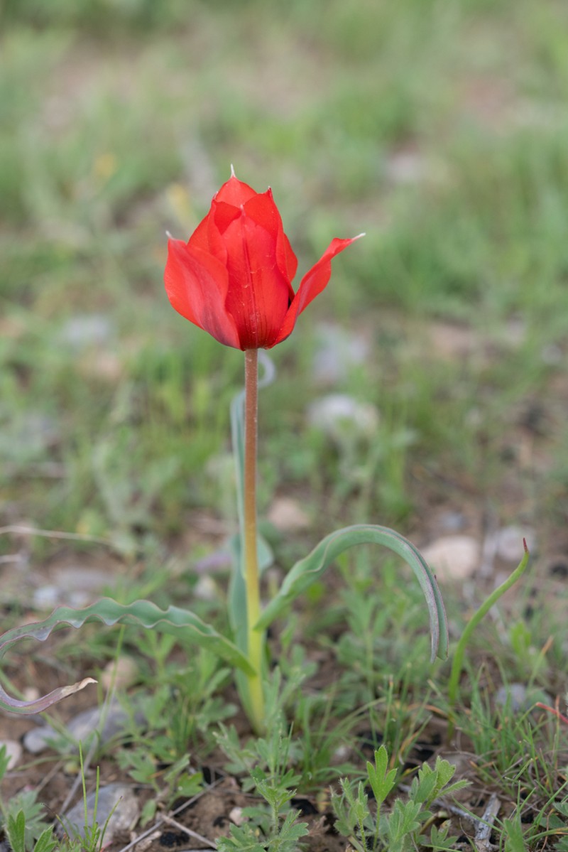 Tulipa bactriana photo 3