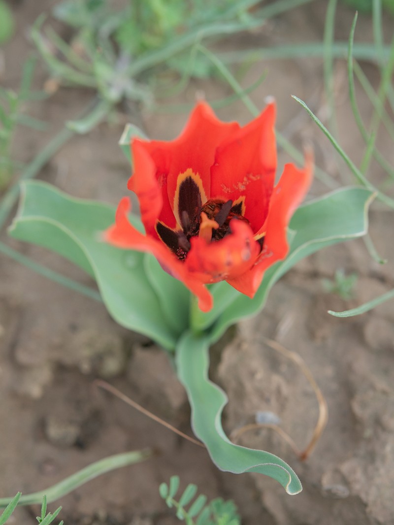 Tulipa bactriana photo 4
