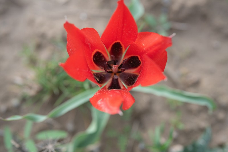 Tulipa bactriana photo 5