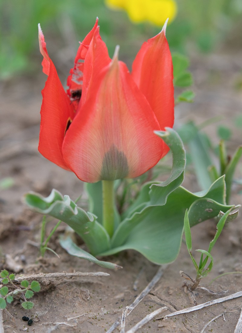 Tulipa bactriana photo 6