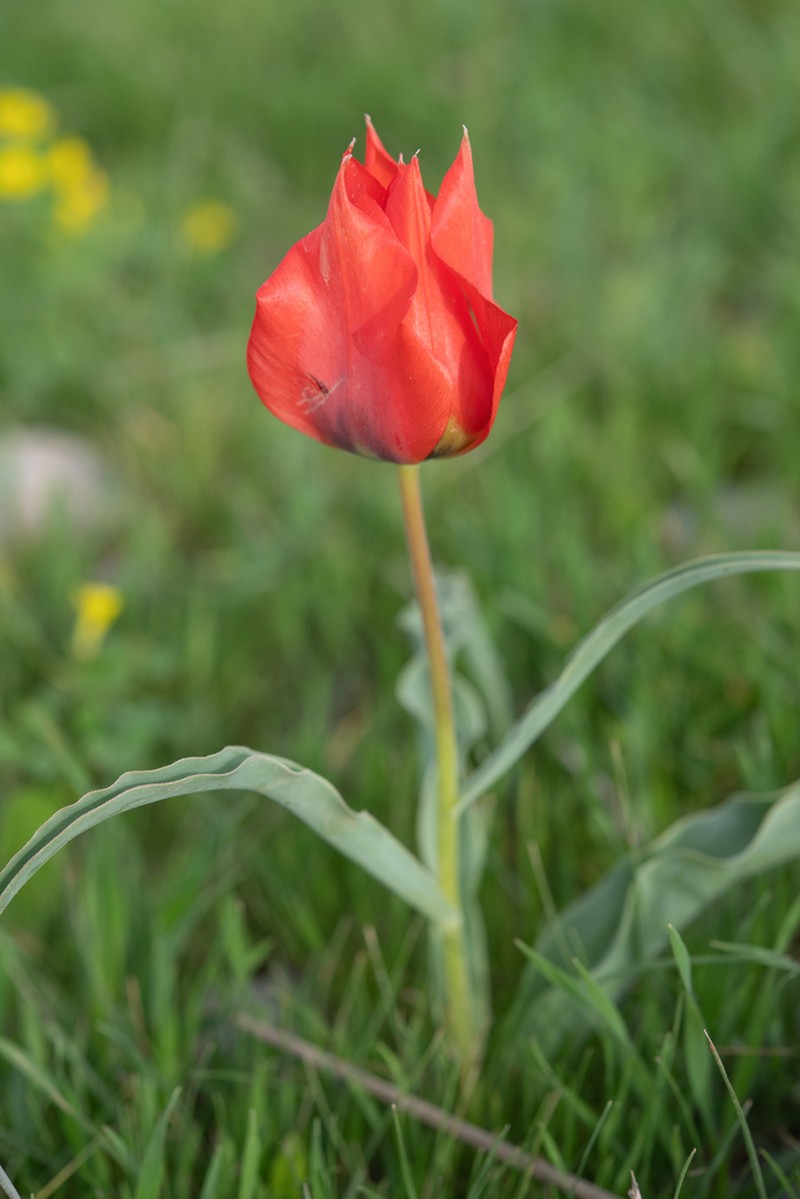 Tulipa bactriana photo 7