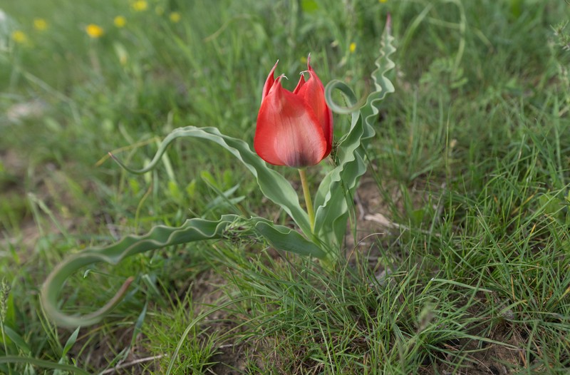 Tulipa bactriana photo 8