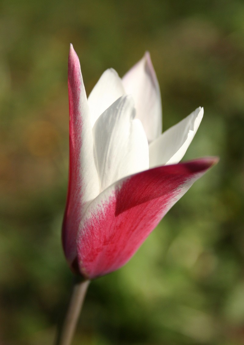Lady Tulip photo 4