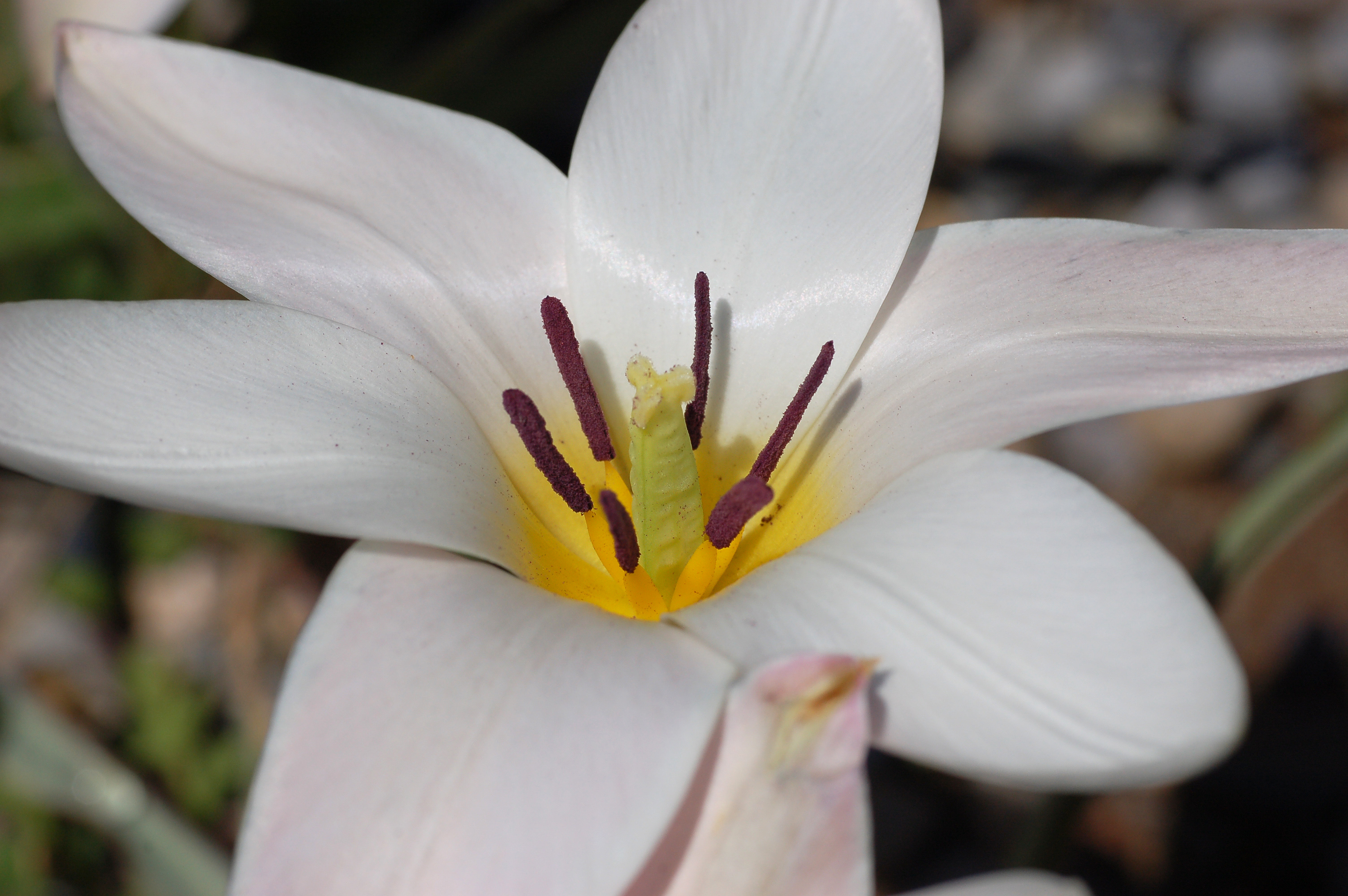 Lady Tulip photo 5