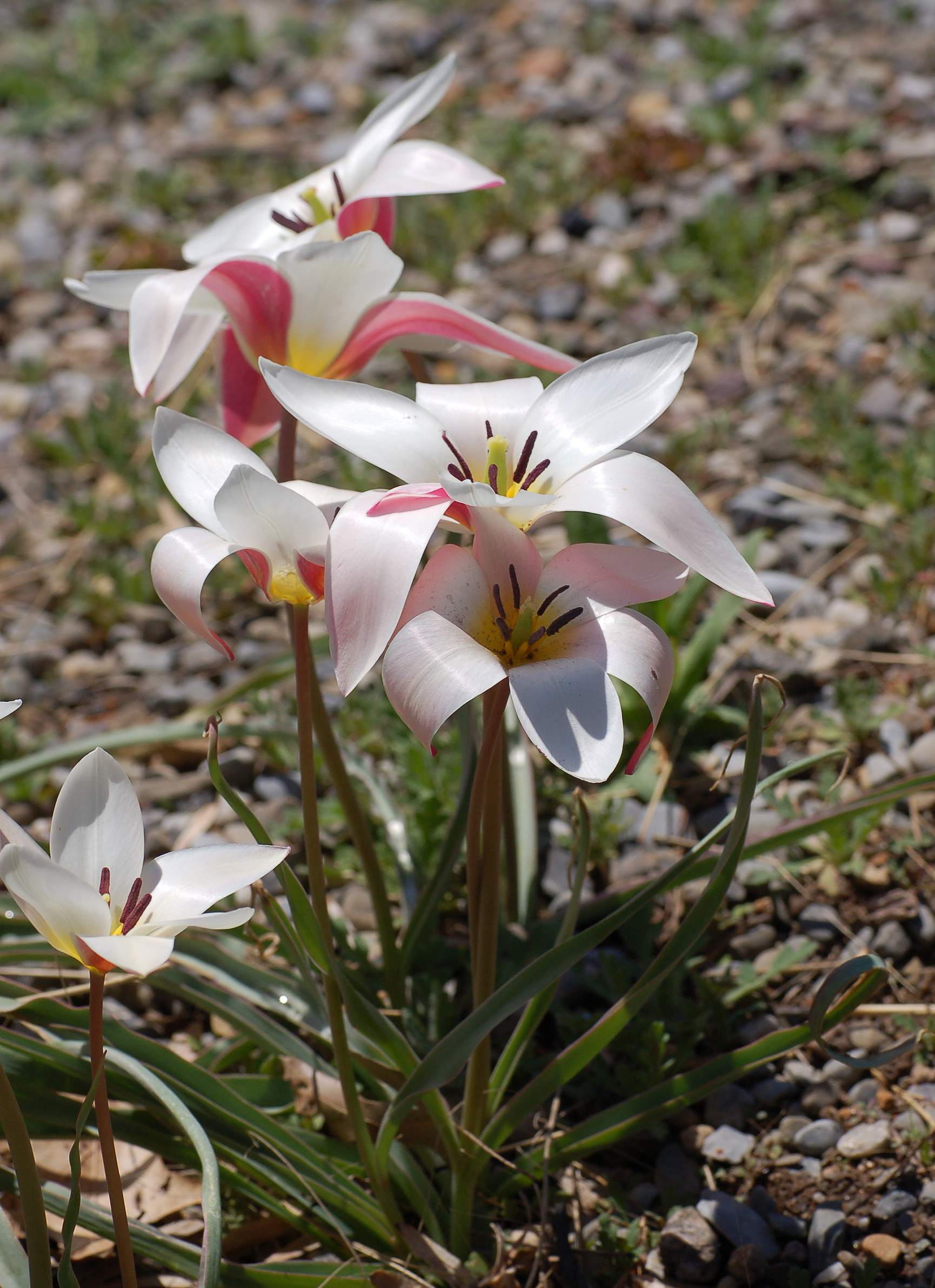 Lady Tulip photo 6