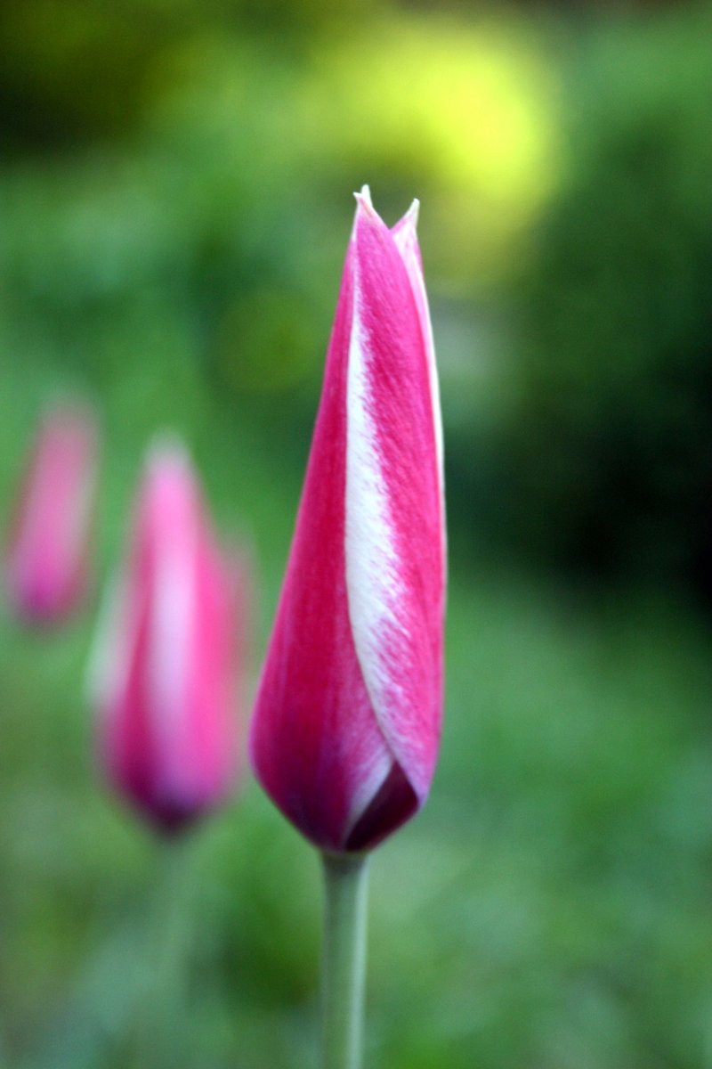 Lady Tulip photo 7