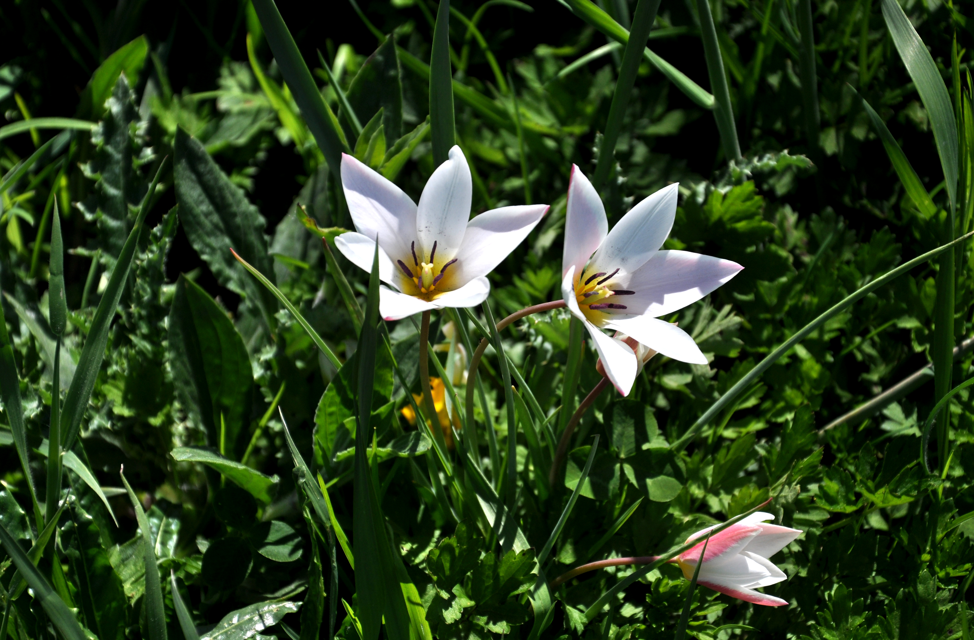 Lady Tulip photo 8