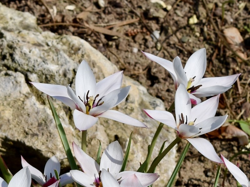Lady Tulip photo 2