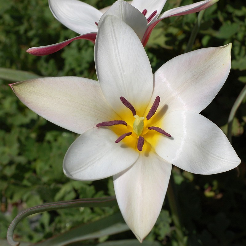 Lady Tulip photo 3