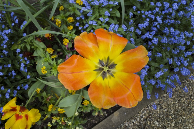Didier's Tulip photo 4