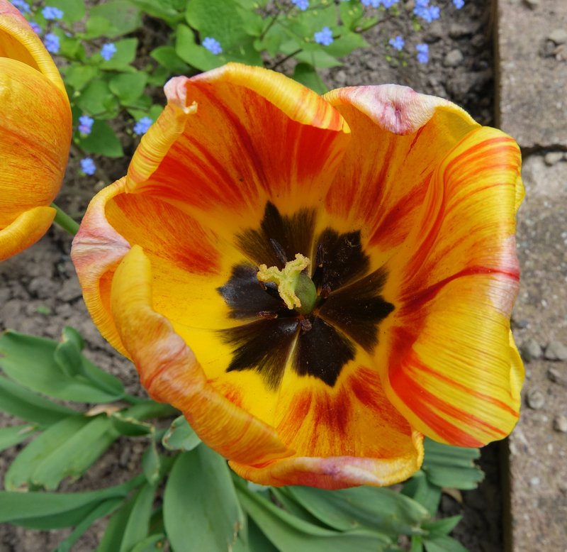 Didier's Tulip photo 5