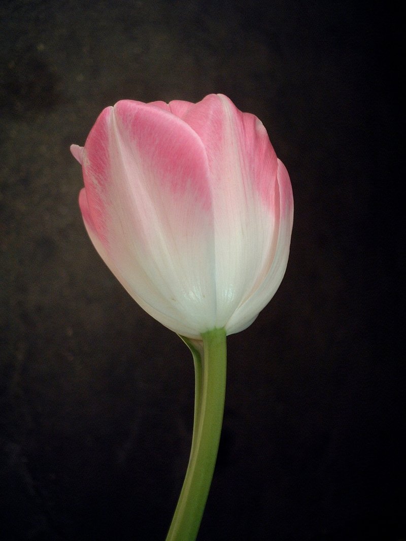 Didier's Tulip photo 6