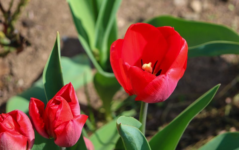 Didier's Tulip photo 7
