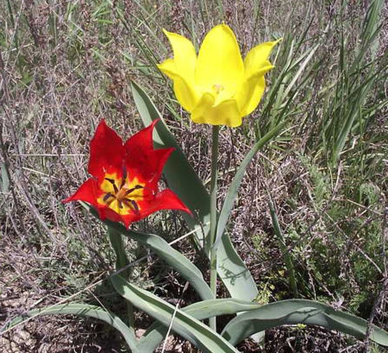 Didier's Tulip photo 2