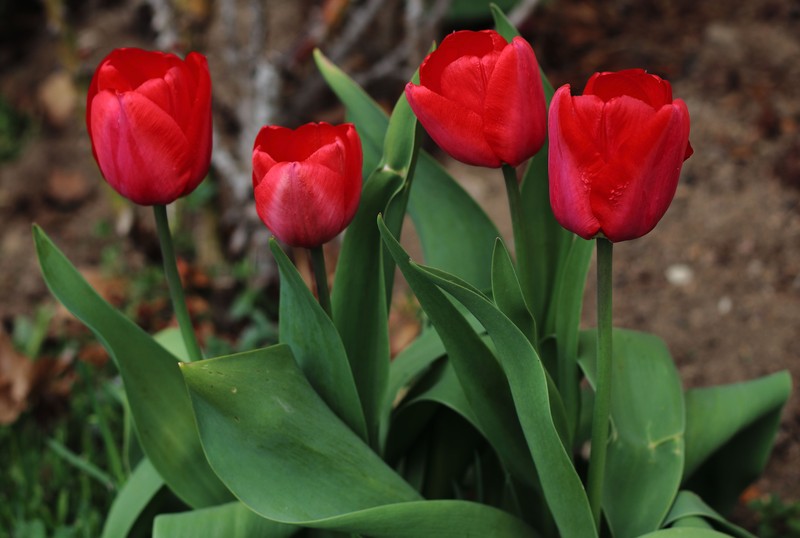 Didier's Tulip photo 3