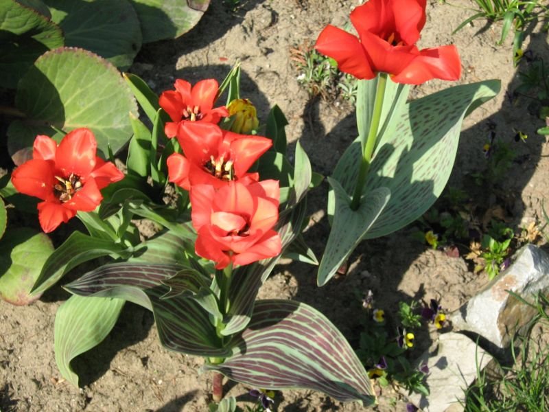 Tulipa greigii