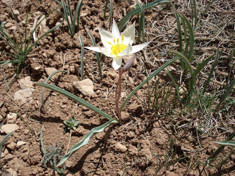 Tulipa lorestanica