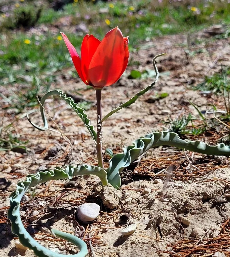 Tulipa sarvestanica