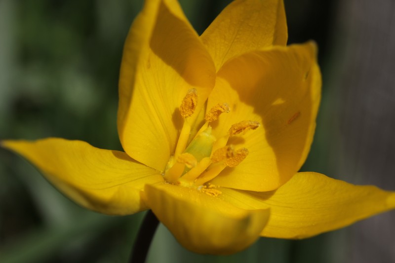 Wild Tulip photo 5
